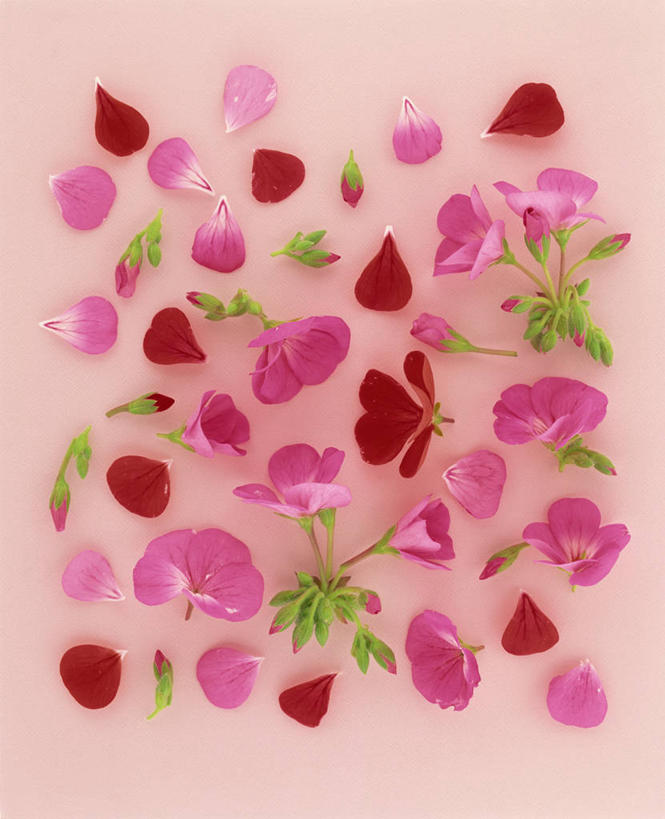 无人,竖图,俯视,室内,特写,白天,爱情,喇叭花,阴影,粉色背景,盛开,反射,影子,海棠,花蕾,花,花瓣,花朵,鲜花,粉色,花苞,花蕊,摄影,影棚,虚幻,牵牛,牵牛子,勤娘子,朝颜花,倭海棠,贴梗海棠,铁脚海棠,皱皮木瓜,和园子,日本贴梗海棠,日本木瓜,冷静,牵牛花,彩图,高角度拍摄,影棚拍摄,拍摄,朝颜