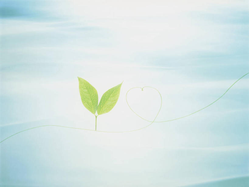 无人,横图,室内,白天,正面,植物,叶子,两片,纹理,绿叶,绿色,嫩叶,肌理,叶,叶片,叶脉,彩图