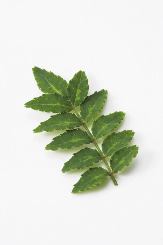 无人,竖图,俯视,室内,特写,白天,白色背景,植物,叶子,阴影,反射,纹理,影子,青椒,调味,香料,佐料,绿叶,绿色,嫩叶,摄影,影棚,花椒,山椒,配料,肌理,作料,大花椒,狗椒,红花椒,青花椒,蜀椒,香椒,叶,叶片,叶脉,红椒,彩图,高角度拍摄,影棚拍摄,拍摄