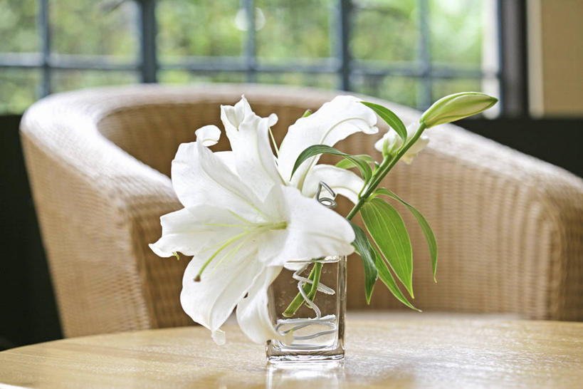 无人,交叉,横图,室内,特写,白天,正面,窗户,桌子,百合花,花瓶,椅子,一把,阴影,朦胧,模糊,盛开,编织,反射,木制,影子,藤椅,花蕾,茶几,玻璃窗,玻璃制品,花,花瓣,花朵,鲜花,两朵,白色,玻璃瓶,木制品,瓶子,花苞,花蕊,交织,强瞿,穿插,百合蒜,倒仙,番韭,山丹,彩图