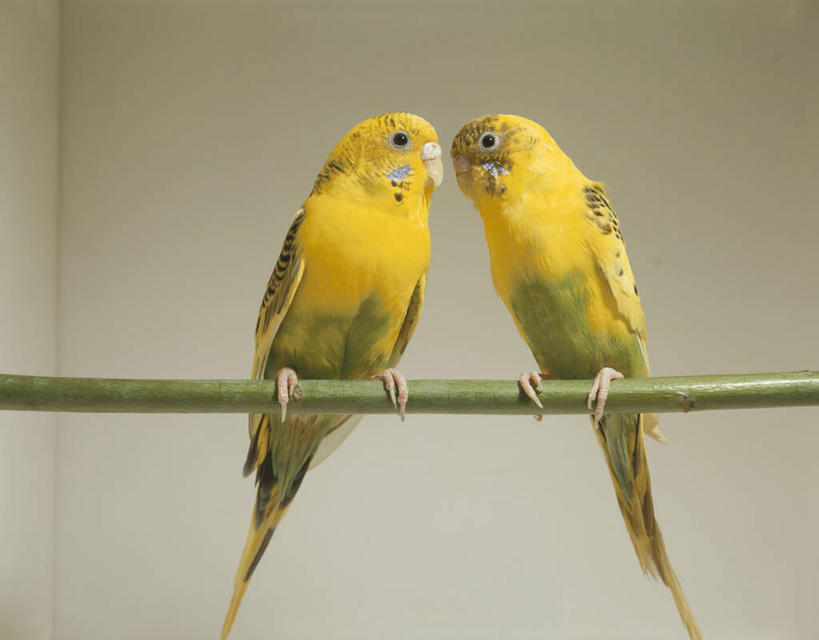 无人,站,横图,室外,白天,正面,鸟,鹦鹉,阴影,光线,鸟类,影子,墙,枝条,注视,墙壁,墙面,树枝,白色,阳光,动物,观察,看,站着,两只,可爱,活泼,观看,察看,关注,观赏鸟,虬枝,枝杈,彩凤,虎皮鹦鹉,娇凤,站立,彩图,全身