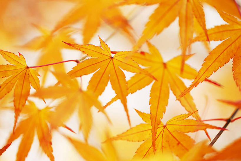 无人,横图,室外,特写,白天,正面,枫树,叶子,许多,阴影,朦胧,模糊,光线,影子,枫叶,枯叶,落叶,很多,黄色,红色,阳光,枫树叶,槭树,鸡爪槭,叶,叶片,鸡爪枫,彩图