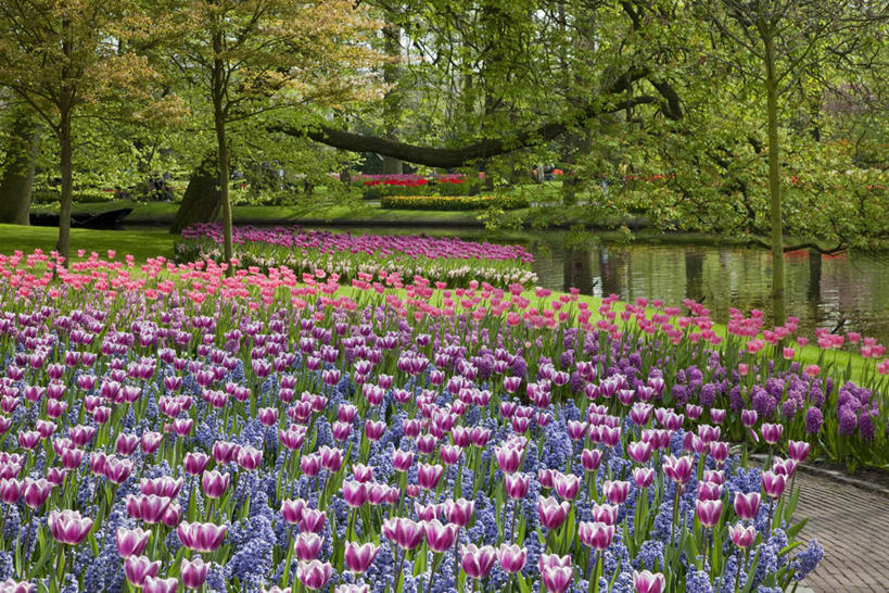 无人,横图,室外,白天,正面,爱情,旅游,度假,草地,草坪,花海,花圃,河流,美景,树林,水,植物,郁金香,叶子,欧洲,荷兰,阴影,盛开,光线,影子,河水,景观,水流,首都,祝福,花蕾,娱乐,草,花,花瓣,花朵,花卉,鲜花,树,树木,粉色,绿色,紫色,阳光,自然,花丛,花束,花田,花苞,花蕊,享受,休闲,景色,放松,生长,成长,表白,西欧,自然风光,荣誉,阿姆斯特丹,永恒,荷兰王国,尼德兰王国,库肯霍夫花园,北荷兰省,郁香,洋荷花,草麝香,彩图