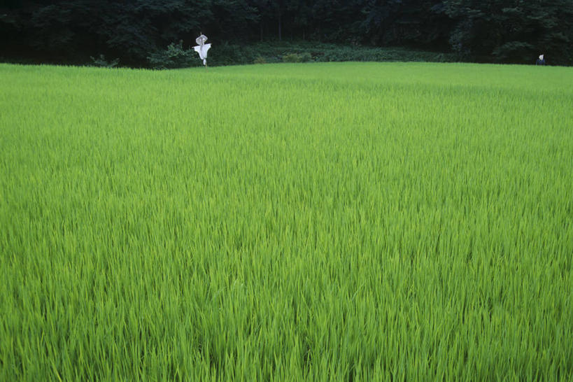 无人,农田,横图,室外,白天,正面,农业,庄稼,农作物,美景,帽子,阴影,服装,光线,影子,稻田,景观,稻草,稻草人,衣服,阳光,自然,景色,服饰,衣着,穿着,自然风光,偶人,衣饰,彩图,耕地,庄稼田