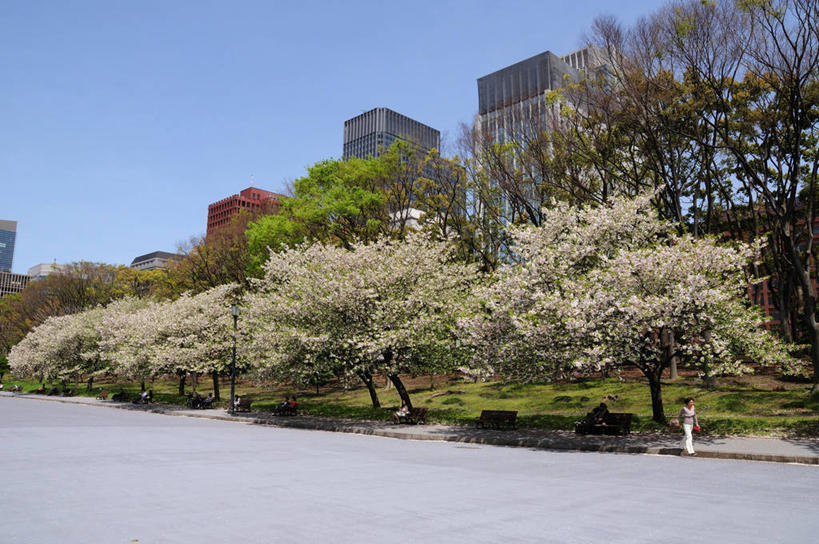 东方人,一个人,高楼大厦,站,横图,室外,白天,仰视,度假,幸福,纯洁,草地,草坪,美景,树林,植物,城市风光,城市,大厦,建筑,摩天大楼,樱花,日本,亚洲,仅一个男性,仅一个人,阴影,服装,盛开,光线,影子,景观,花蕾,注视,休闲装,黄种人,娱乐,草,花,花瓣,花朵,鲜花,树,树木,仅一个年轻男性,衣服,蓝色,绿色,蓝天,天空,阳光,自然,天,花苞,花蕊,观察,看,站着,享受,休闲,休闲服,景色,放松,服饰,生长,晴朗,成长,观看,等待,察看,生命,关注,东亚,万里无云,日本国,仙樱花,福岛樱,青肤樱,高尚,热烈,男人,男性,年轻男性,亚洲人,晴空,晴空万里,荆桃,站立,彩图,低角度拍摄,全身,大楼,高层建筑,高楼,摩天楼,皇宫广场