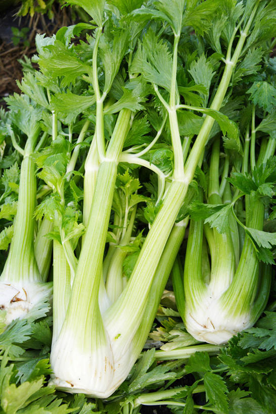 无人,竖图,室外,特写,白天,正面,芹菜,蔬菜,阴影,新鲜,光线,影子,食品,食物,三个,阳光,有机食品,绿色食品,药芹,水芹,旱芹,彩图