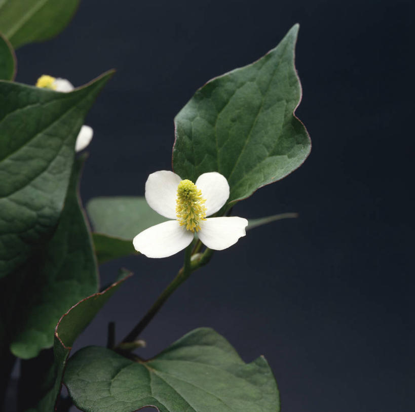 无人,横图,室内,特写,白天,正面,植物,叶子,灰色背景,盛开,纹理,绿叶,草药,药草,花蕾,中药,花,花瓣,花朵,鲜花,绿色,白色,花苞,花蕊,嫩叶,摄影,影棚,药材,中草药,中药材,本草,肌理,岑草,蕺,鱼腥草,紫背鱼腥草,菹菜,叶,叶片,叶脉,彩图,影棚拍摄,拍摄