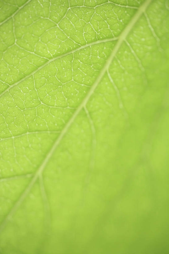 无人,竖图,室外,特写,白天,正面,植物,叶子,一片,纹理,绿叶,绿色,嫩叶,肌理,叶,叶片,叶脉,彩图