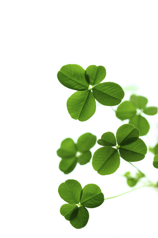 无人,竖图,室内,特写,白天,白色背景,正面,幸福,植物,叶子,纹理,三叶草,绿叶,绿色,嫩叶,摄影,影棚,车轴草,苜蓿,肌理,叶,叶片,叶脉,彩图,影棚拍摄,拍摄