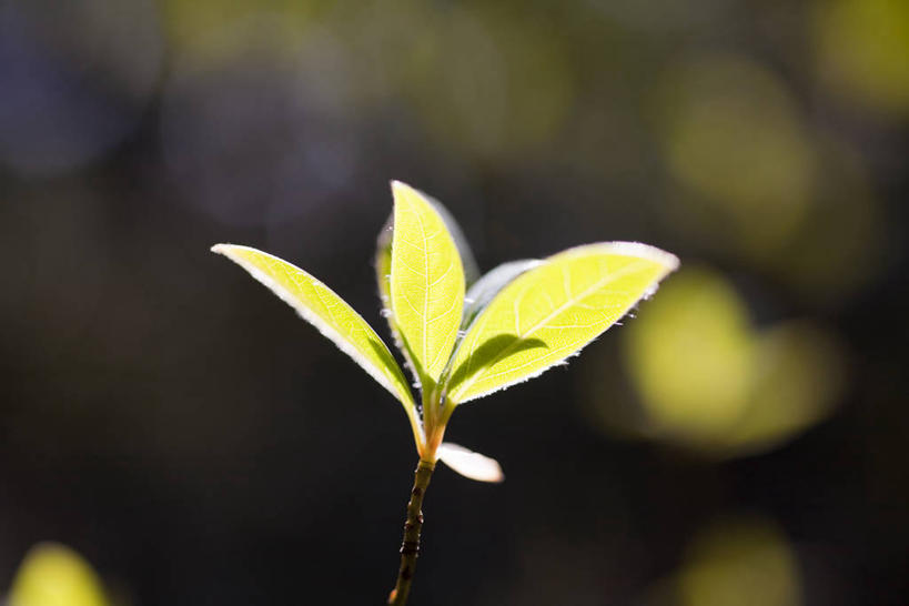 无人,横图,室外,特写,白天,正面,美景,植物,叶子,神奈川,日本,亚洲,阴影,朦胧,模糊,光线,纹理,影子,景观,绿叶,横滨,横滨市,神奈川县,绿色,阳光,自然,嫩叶,景色,自然风光,东亚,本州,肌理,首府,关东地方,本州岛,日本国,叶,叶片,叶脉,彩图