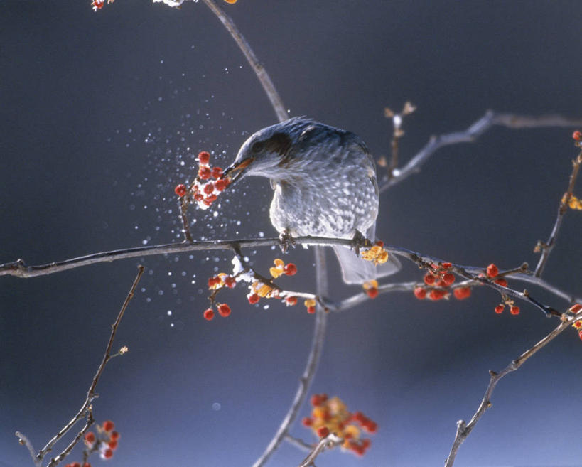 无人,站,横图,室外,白天,正面,美景,植物,鸟,浆果,水果,吊挂,悬挂,咬,阴影,朦胧,模糊,清澈,新鲜,光线,鸟类,影子,景观,生食,食品,果实,枝条,挂,霜,注视,树,树木,树枝,食物,一只,绿色,阳光,自然,观察,看,站着,景色,寒冷,有机食品,绿色食品,生长,成长,观看,咬着,察看,冰冷,关注,自然风光,严寒,冰凉,酷寒,凛冽,凛凛,极冷,栗耳鹎,虬枝,枝杈,清亮,鹎,站立,彩图,全身,棕耳鹎,栗耳短脚鹎