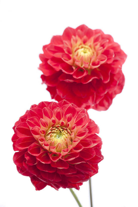 无人,竖图,俯视,室内,特写,白天,白色背景,感激,新鲜,盛开,大丽花,花蕾,花,花瓣,花朵,鲜花,两朵,黄色,红色,花苞,花蕊,菊花,摄影,影棚,大理花,天竺牡丹,大丽菊,吉利,新意,富丽,大方,新颖,彩图,高角度拍摄,影棚拍摄,拍摄,背叛,地瓜花,东洋菊