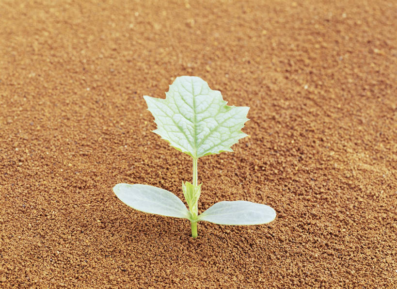 无人,横图,俯视,室外,特写,白天,叶子,阴影,生气,反射,葫芦,影子,泥土,土壤,绿叶,幼苗,嫩芽,嫩叶,活力,朝气,生机,希望,新苗,叶,叶片,彩图,高角度拍摄