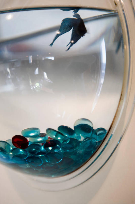 游泳,无人,竖图,室内,白天,侧面,玻璃,一条,鱼,鱼缸,注视,鱼类,海洋生物,玻璃制品,一个,观察,看,单个,观看,察看,关注,水生动物,水生物,海底动物,泅水,拍浮,暹罗斗鱼,五彩搏鱼,泰国斗鱼,彩雀鱼,彩图,全身,暹罗鱼