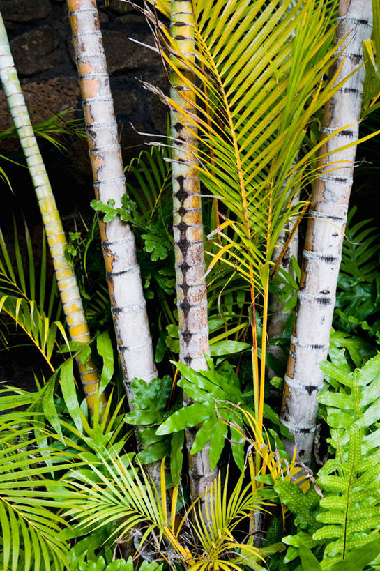 无人,竖图,室外,特写,白天,正面,美景,植物,棕榈树,叶子,阴影,光线,影子,景观,绿叶,树,树木,绿色,阳光,自然,嫩叶,景色,生长,成长,自然风光,棕榈叶,叶,叶片,棕树,棕榈,彩图