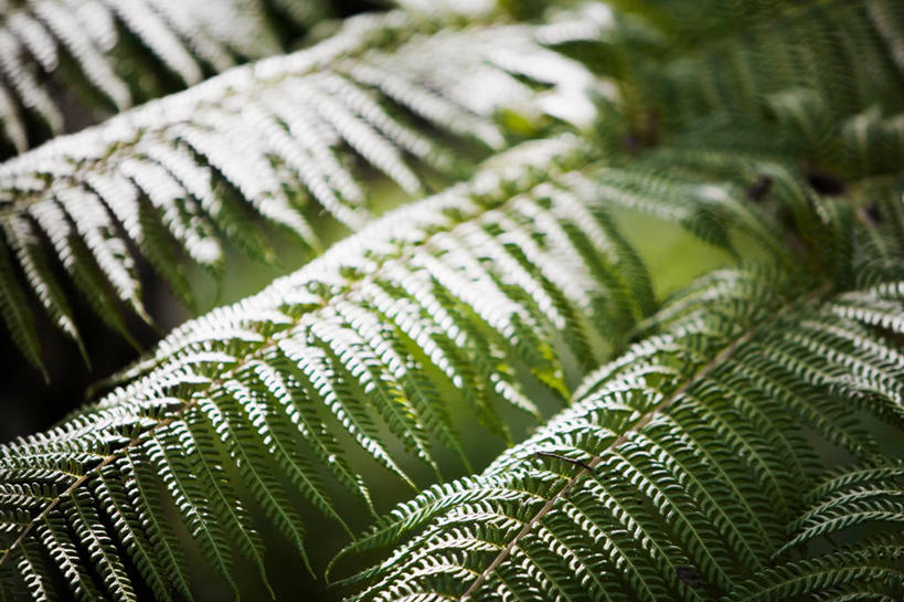 无人,横图,室内,特写,白天,正面,植物,阴影,朦胧,模糊,新鲜,反射,影子,绿色,自然,生长,成长,青春,蕨类,生命,蕨类植物,和平,安详,冷色,彩图