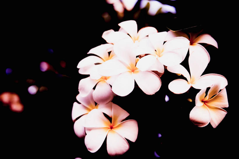 无人,横图,室内,特写,白天,正面,许多,黑色背景,朦胧,模糊,盛开,很多,花蕾,赤素馨花,花,花瓣,花朵,鲜花,粉色,花苞,花蕊,缅栀子,蛋黄花,鸡蛋花,缅栀花,大季花,印度素馨,彩图