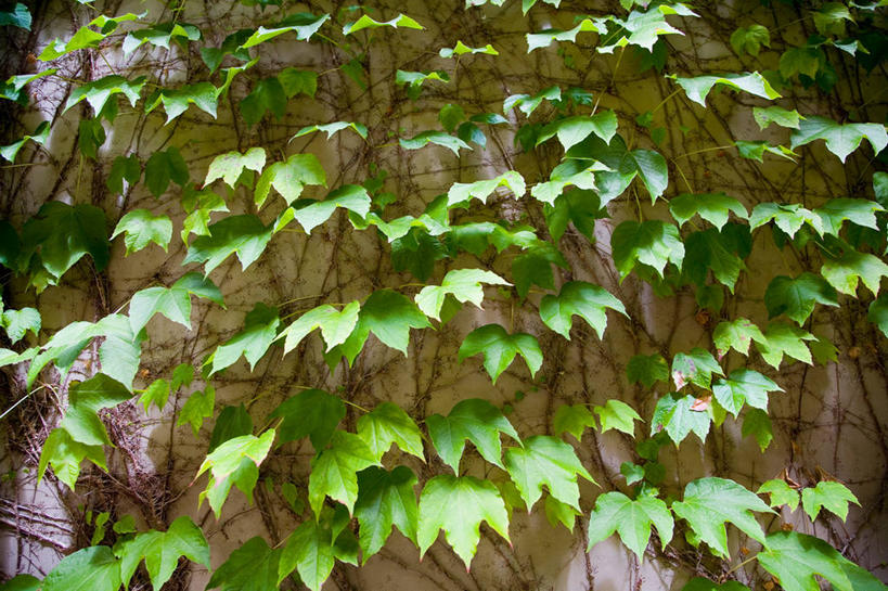 无人,横图,室外,白天,正面,美景,阴影,朦胧,模糊,光线,影子,墙,景观,长春藤,常春藤,墙壁,墙面,阳光,自然,景色,自然风光,永恒,不朽,忠实,洋常春藤,彩图,常青藤