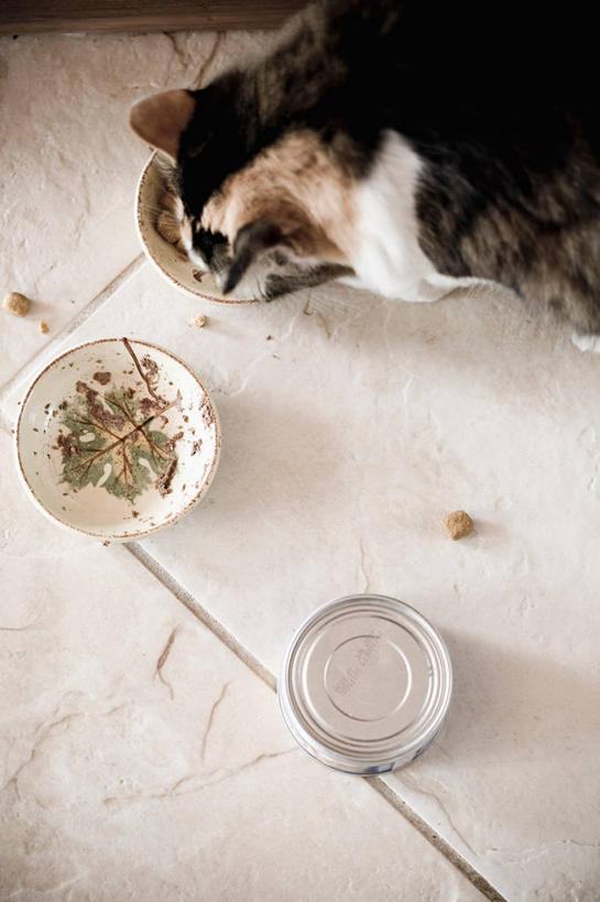 无人,躺,竖图,俯视,室内,白天,水,宠物,猫,玻璃,阴影,反射,液体,影子,水滴,食品,地面,营养,玻璃制品,食物,一只,动物,容器,碗,可爱,储藏,猫粮,储存,饲料,猫咪,猫食,卧着,躺着,卧,半身,彩图,高角度拍摄,贮存