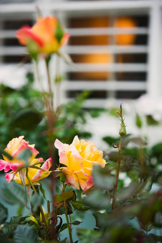 无人,竖图,室内,特写,白天,正面,爱情,幸福,纯洁,热情,窗户,玫瑰,朦胧,模糊,盛开,百叶窗,玫瑰花,浪漫,花蕾,花,花瓣,花朵,鲜花,花苞,花蕊,温暖,温馨,恩爱,和睦,感动,尊敬,天真,刺玫花,徘徊花,彩图,香槟玫瑰,融洽