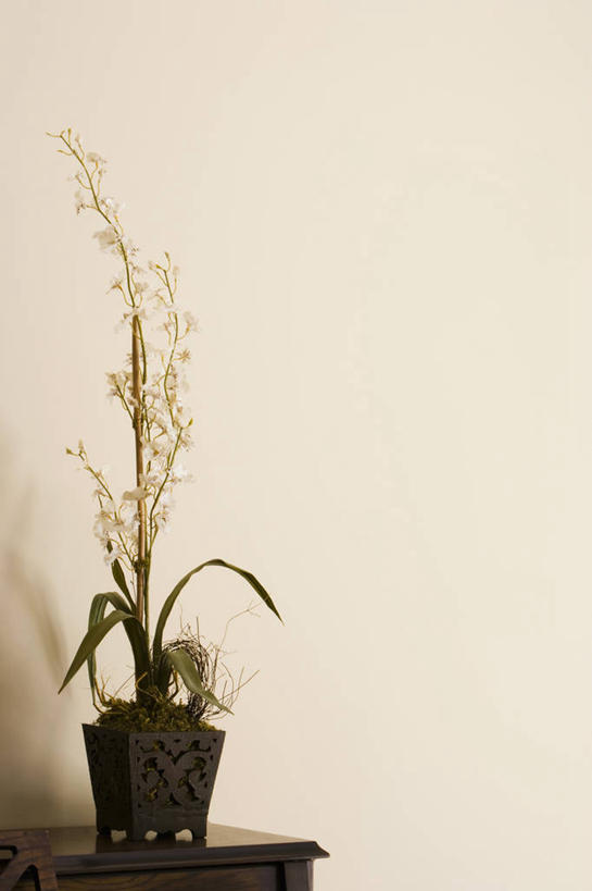 无人,竖图,室内,特写,白天,正面,桌子,花盆,阴影,盛开,反射,木制,影子,陶瓷,墙,陶瓷制品,花蕾,茶几,墙壁,墙面,花,花瓣,花朵,鲜花,灰色,木制品,容器,花苞,花蕊,储藏,高雅,储存,淡泊,花中君子,兰花,彩图,贮存