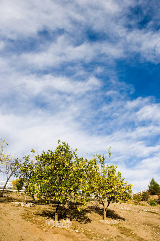 无人,竖图,室外,白天,正面,旅游,度假,美景,植物,美国,阴影,枯萎,光线,影子,景观,云,云朵,枯草,果树,云彩,娱乐,草,树,树木,黄色,蓝色,绿色,白云,蓝天,天空,阳光,自然,天,享受,休闲,景色,放松,生长,晴朗,成长,北美,北美洲,加利福尼亚,自然风光,美洲,加州,加利福尼亚州,金州,黄金州,北亚美利加洲,亚美利加洲,晴空,彩图,美利坚合众国,桔子树