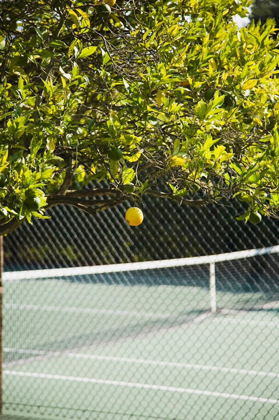 无人,竖图,室外,白天,正面,植物,水果,阴影,新鲜,光线,影子,球场,网球场,球网,生食,食品,果实,铁丝网,场地,树,树木,食物,一个,绿色,阳光,自然,有机食品,绿色食品,生长,单个,成长,甜橙,铁蒺藜,网球球网,橙子,橙,彩图,网球场地,硬地场,鹄壳,黄橙,黄果,金橙,金环,金球,糖橙