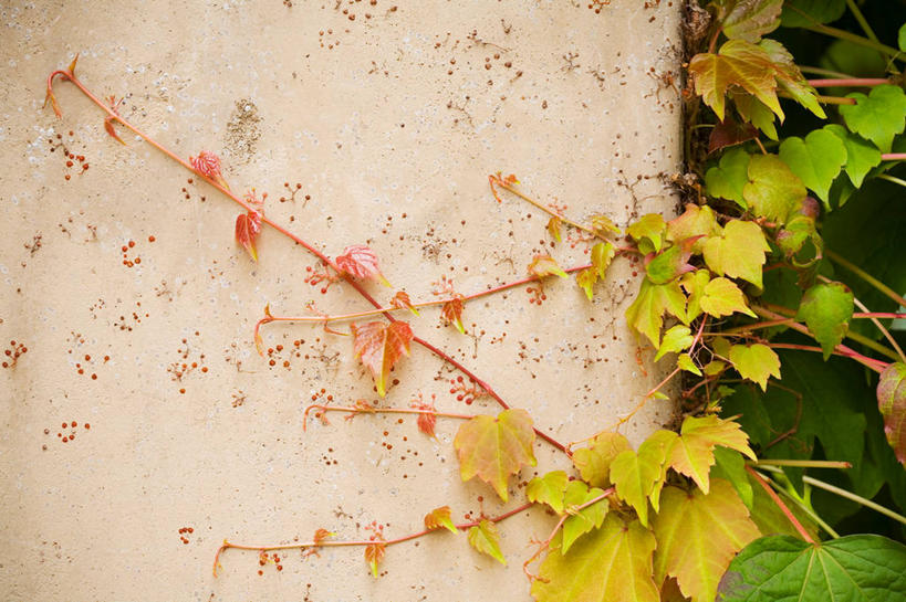 无人,横图,室外,特写,白天,正面,植物,叶子,阴影,反射,纹理,影子,墙,常春藤,爬山虎,绿叶,草药,中药,斑驳,墙壁,墙面,绿色,嫩叶,药材,中草药,爬墙虎,中药材,本草,肌理,地锦,趴山虎,巴山虎,班驳,叶,叶片,叶脉,彩图,常青藤