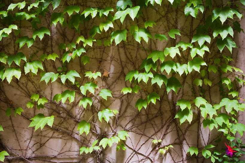 无人,横图,室外,白天,正面,植物,叶子,阴影,光线,纹理,影子,墙,常春藤,爬山虎,绿叶,草药,中药,墙壁,墙面,绿色,灰色,阳光,嫩叶,药材,中草药,爬墙虎,中药材,本草,肌理,地锦,趴山虎,巴山虎,叶,叶片,叶脉,彩图,常青藤