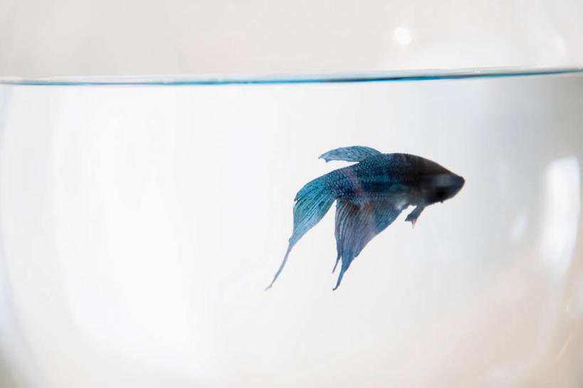 游泳,无人,横图,室内,特写,白天,正面,水,阴影,反射,鱼,液体,影子,墙,水滴,鱼类,海洋生物,墙壁,墙面,一个,一只,蓝色,白色,浴缸,单个,水生动物,水生物,卫浴设备,海底动物,泅水,拍浮,暹罗斗鱼,五彩搏鱼,泰国斗鱼,彩雀鱼,水管装置,彩图,全身,暹罗鱼