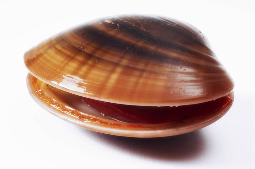 海鲜,无人,横图,俯视,室内,特写,白天,白色背景,桌面,桌子,阴影,反射,纹路,木制,纹理,影子,棕色,蛤蜊,水产,海洋生物,一个,木制品,蛤,摄影,影棚,单个,水生动物,海产品,水生物,海底动物,肌理,蛤仔,彩图,高角度拍摄,影棚拍摄,拍摄