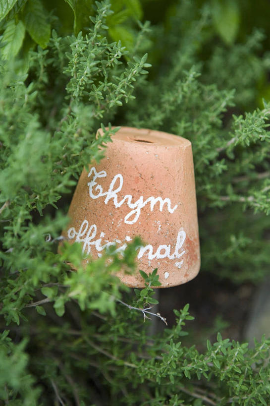 无人,竖图,俯视,室内,特写,白天,叶子,阴影,芳香,反射,英文,标志,文字,影子,字符,字母,绿叶,标识,香草,嫩叶,摄影,影棚,英文字母,吉祥,百里香,麝香草,如意,勇气,勇敢,地椒,自尊,不屈,平安,叶,叶片,彩图,高角度拍摄,影棚拍摄,拍摄