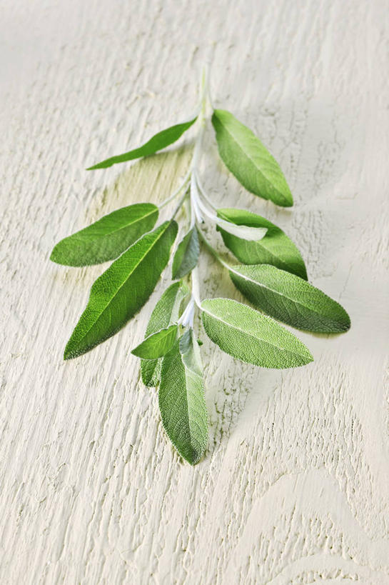 无人,家庭,竖图,俯视,室内,特写,白天,白色背景,智慧,植物,餐桌,桌子,叶子,阴影,反射,影子,绿叶,草药,药草,中药,嫩叶,摄影,影棚,餐台,鼠尾草,药材,中草药,中药材,本草,理性,叶,叶片,彩图,高角度拍摄,影棚拍摄,拍摄