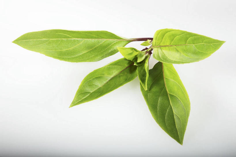 无人,横图,俯视,室内,特写,白天,白色背景,植物,餐桌,桌子,叶子,阴影,反射,纹理,影子,香料,绿叶,草药,中药,绿色,香草,嫩叶,摄影,影棚,餐台,罗勒,紫苏,药材,中草药,九层塔,圣约瑟夫草,甜罗勒,兰香,中药材,本草,肌理,叶,叶片,叶脉,彩图,高角度拍摄,影棚拍摄,拍摄