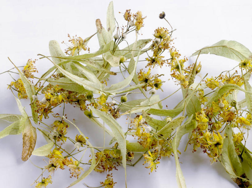 无人,横图,俯视,室内,特写,白天,白色背景,叶子,一堆,许多,阴影,堆叠,堆积,盛开,反射,影子,绿叶,花蕾,花,花瓣,花朵,鲜花,花苞,花蕊,嫩叶,摄影,影棚,堆,叶,叶片,彩图,高角度拍摄,影棚拍摄,拍摄