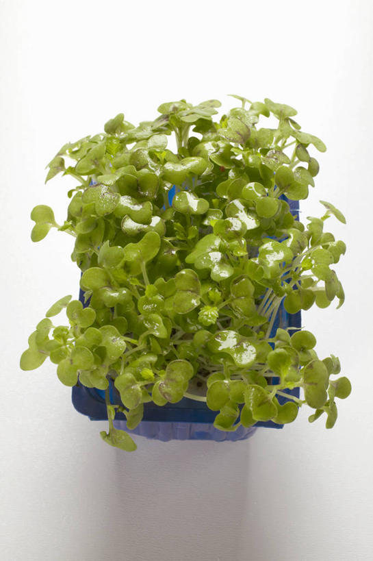 无人,竖图,俯视,室内,特写,白天,白色背景,萝卜,白萝卜,蔬菜,叶子,阴影,新鲜,反射,影子,塑料,食品,绿叶,盒子,食物,一个,蓝色,容器,塑料制品,嫩叶,摄影,有机食品,绿色食品,影棚,单个,储藏,储存,叶,叶片,莱菔,彩图,高角度拍摄,影棚拍摄,拍摄,贮存