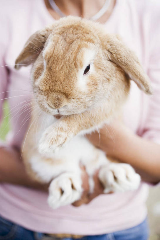 西方人,一个人,站,抱,竖图,室内,特写,白天,正面,哺乳动物,欧洲,欧洲人,仅一个年轻女性,仅一个女性,仅一个人,服装,兔子,休闲装,一只,衣服,动物,站着,休闲,休闲服,服饰,抱着,兔,搂着,垂耳兔,年轻女性,女人,女性,白种人,搂,搂抱,站立,半身,彩图