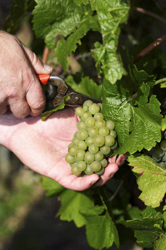 西方人,手,一个人,果园,竖图,俯视,室外,特写,白天,田园,葡萄,水果,叶子,欧洲,欧洲人,双手,仅一个年轻女性,仅一个女性,仅一个人,一把,吊挂,握,修剪,悬挂,阴影,朦胧,模糊,新鲜,光线,工具,剪刀,影子,生食,食品,果实,绿叶,挂,拿,拿着,葡萄园,食物,阳光,庄园,手部,嫩叶,握着,有机食品,绿色食品,裁剪,剪子,剪裁,切割,年轻女性,女人,女性,白种人,叶,叶片,山葫芦,蒲桃,草龙珠,半身,彩图,高角度拍摄