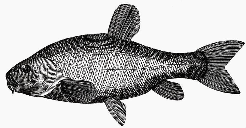 无人,横图,俯视,黑白,室内,特写,白天,白色背景,餐桌,桌子,一条,阴影,反射,鱼,影子,鱼类,摄影,影棚,餐台,丁鱥,欧洲丁鱥,高角度拍摄,全身,影棚拍摄,拍摄