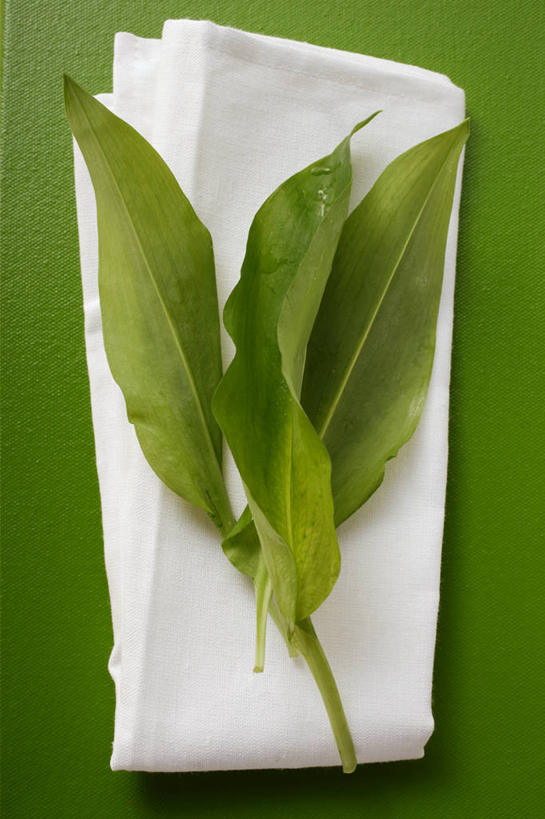 无人,竖图,俯视,室内,特写,白天,餐桌,桌子,叶子,一条,绿色背景,阴影,反射,纺织物,影子,绿叶,绿色,白色,毛巾,清洁,嫩叶,摄影,影棚,餐台,保暖,透气,防水,储水,耐磨,吸水,叶,叶片,彩图,高角度拍摄,影棚拍摄,拍摄