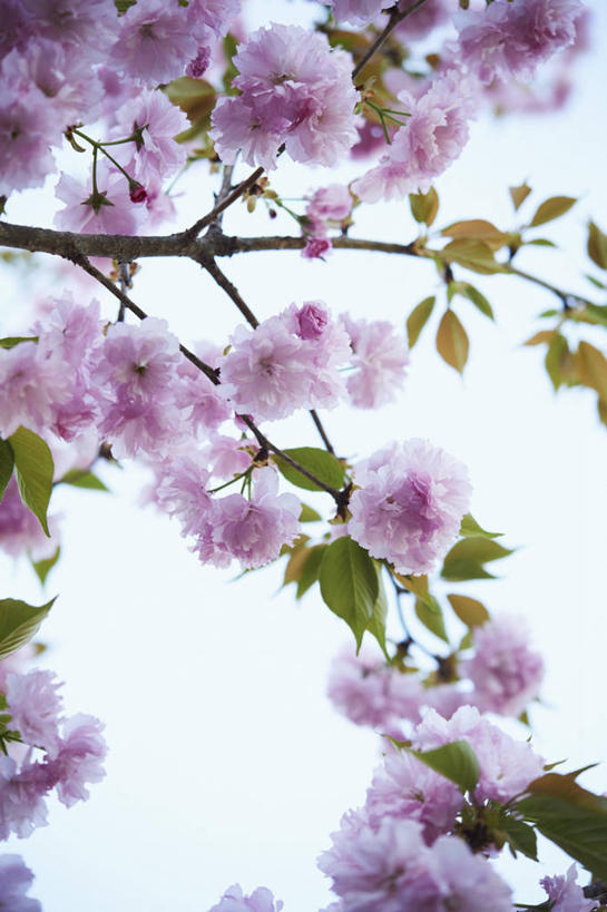 无人,竖图,室外,特写,白天,仰视,幸福,纯洁,植物,樱花,盛开,枝条,花蕾,花,花瓣,花朵,鲜花,树,树木,树枝,粉色,蓝色,绿色,蓝天,天空,自然,天,花苞,花蕊,生长,晴朗,成长,等待,生命,万里无云,仙樱花,福岛樱,青肤樱,高尚,热烈,虬枝,枝杈,晴空,晴空万里,荆桃,彩图,低角度拍摄