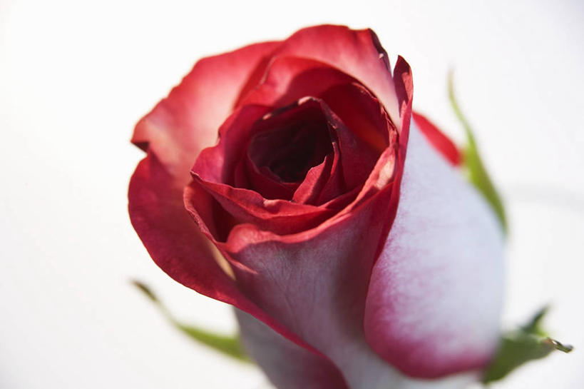 无人,横图,俯视,室内,特写,白天,白色背景,爱情,幸福,纯洁,热情,餐桌,桌子,玫瑰,叶子,阴影,朦胧,模糊,盛开,反射,影子,绿叶,玫瑰花,浪漫,花蕾,花,花瓣,花朵,鲜花,一朵,红色,花苞,花蕊,温暖,温馨,嫩叶,恩爱,摄影,影棚,餐台,和睦,感动,尊敬,天真,刺玫花,徘徊花,叶,叶片,彩图,高角度拍摄,影棚拍摄,拍摄,融洽