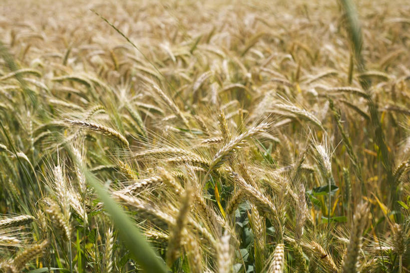 无人,农田,横图,俯视,室外,特写,白天,旅游,度假,农业,庄稼,农作物,美景,阴影,丰收,朦胧,模糊,光线,影子,稻田,景观,娱乐,阳光,自然,享受,休闲,景色,放松,收获,自然风光,彩图,高角度拍摄,耕地,庄稼田