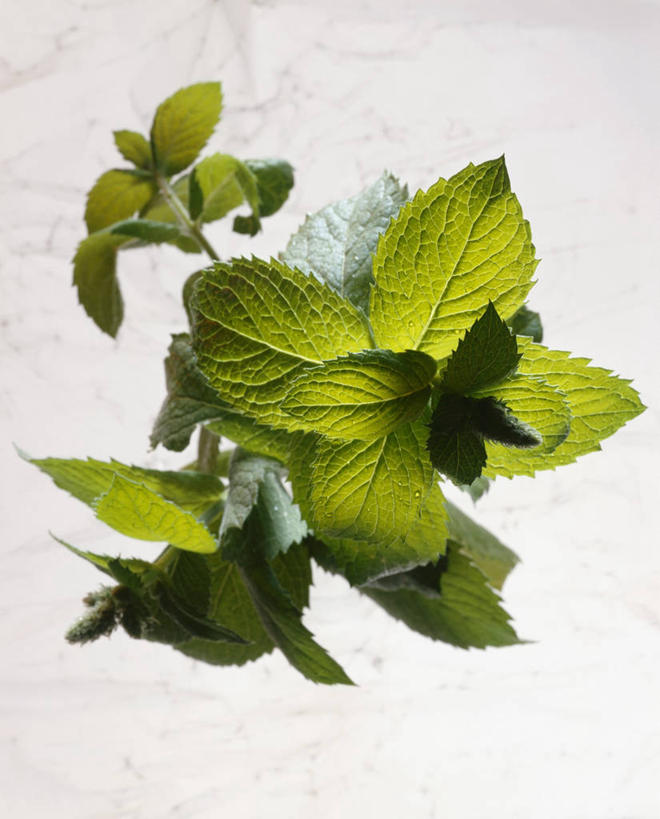 无人,竖图,俯视,室内,特写,白天,白色背景,植物,餐桌,桌子,叶子,阴影,反射,影子,调味,香料,佐料,绿叶,草药,中药,香草,嫩叶,摄影,影棚,餐台,罗勒,配料,紫苏,药材,中草药,九层塔,圣约瑟夫草,甜罗勒,兰香,中药材,本草,作料,叶,叶片,彩图,高角度拍摄,影棚拍摄,拍摄