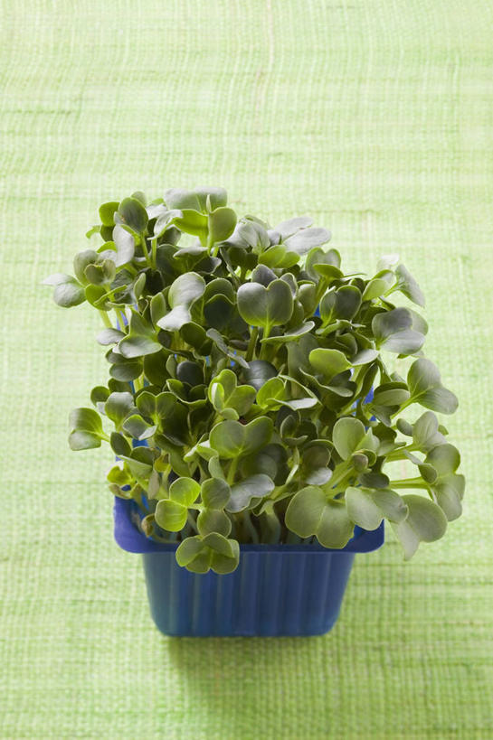 无人,竖图,俯视,室内,特写,白天,植物,餐桌,桌子,芹菜,蔬菜,阴影,新鲜,反射,盆栽,影子,食品,盆景,食物,绿色,自然,容器,摄影,有机食品,绿色食品,影棚,生长,成长,餐台,储藏,储存,根芹菜,根洋芹,球根塘蒿,药芹,水芹,旱芹,彩图,高角度拍摄,影棚拍摄,拍摄,贮存