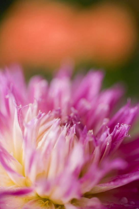 无人,竖图,俯视,室内,白天,幸福,紫罗兰,阴影,盛开,光线,影子,清凉,花蕾,花,花瓣,花朵,鲜花,一朵,紫色,阳光,夏天,花苞,花蕊,永恒,质朴,美德,草紫罗兰,草桂花,彩图,高角度拍摄