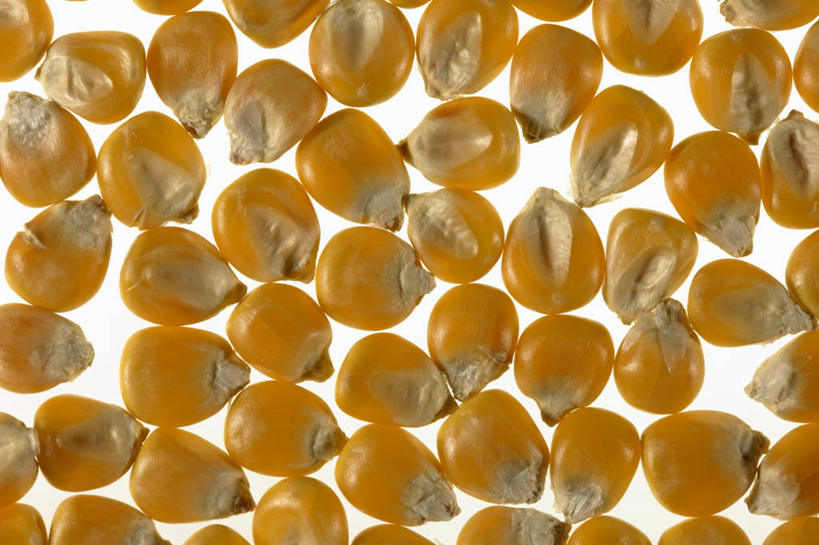 无人,横图,俯视,室内,特写,白天,白色背景,玉米,蔬菜,一堆,许多,阴影,堆叠,堆积,新鲜,反射,棒子,影子,玉蜀黍,食品,食物,摄影,有机食品,绿色食品,影棚,堆,苞米,苞芦,苞谷,包谷,大蜀黍,番麦,薏米包,玉高粱,玉麦,珍珠米,彩图,高角度拍摄,影棚拍摄,拍摄