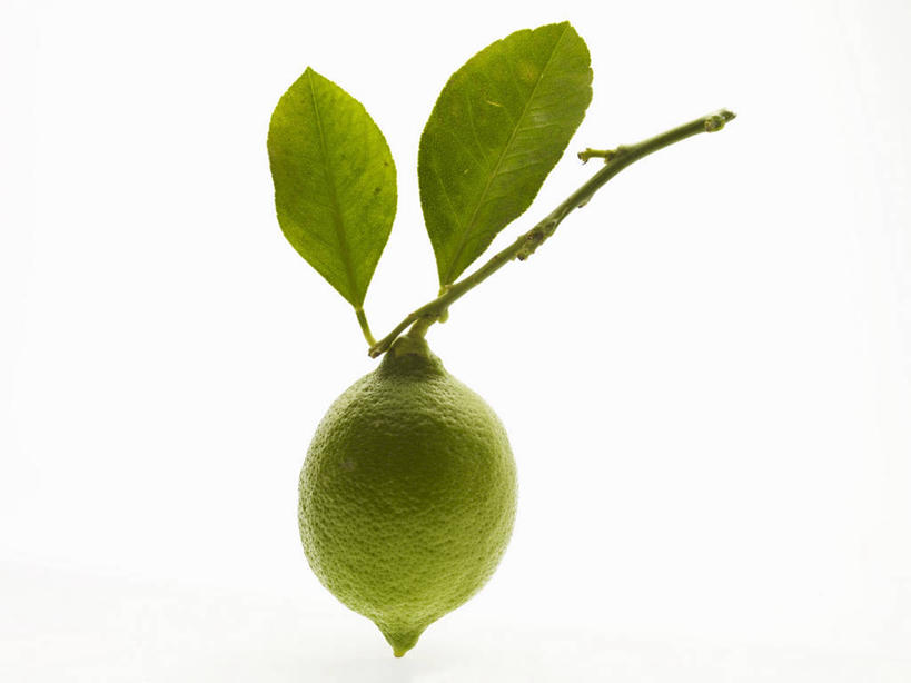 无人,横图,俯视,室内,特写,白天,白色背景,植物,叶子,阴影,反射,影子,绿叶,枝条,树,树木,树枝,嫩叶,摄影,影棚,虬枝,枝杈,叶,叶片,彩图,高角度拍摄,影棚拍摄,拍摄