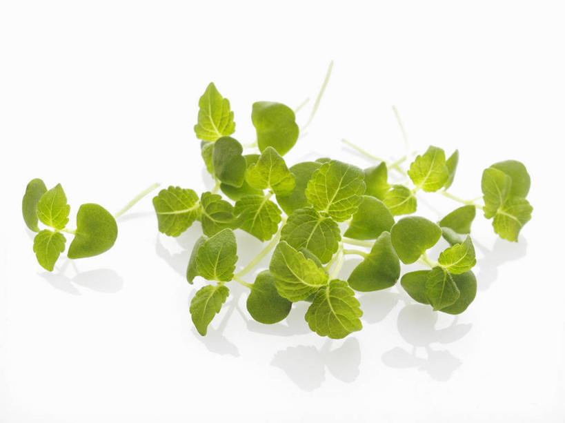 无人,横图,俯视,室内,特写,白天,白色背景,植物,桌面,桌子,蔬菜,叶子,阴影,新鲜,反射,木制,纹理,影子,食品,绿叶,食物,绿色,木制品,嫩叶,摄影,有机食品,绿色食品,影棚,紫苏,肌理,赤苏,红苏,黑苏,叶,叶片,叶脉,彩图,高角度拍摄,影棚拍摄,拍摄