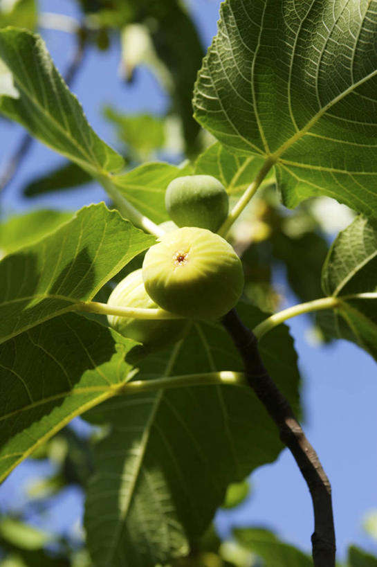 无人,竖图,室外,特写,白天,仰视,美景,植物,无花果,水果,叶子,吊挂,悬挂,阴影,丰富,丰收,朦胧,模糊,新鲜,光线,影子,景观,生食,食品,果实,果树,绿叶,丰盛,挂,树,树木,食物,蓝色,绿色,蓝天,天空,阳光,自然,天,嫩叶,景色,有机食品,绿色食品,生长,晴朗,成长,自然风光,万里无云,丰登,丰硕,叶,叶片,晴空,晴空万里,映日果,树地瓜,奶浆果,蜜果,彩图,低角度拍摄
